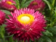 Helichrysum bracteatum