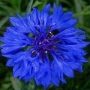 Centaurea cyanus