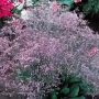 Limonium latifolium