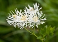 Thalictrum