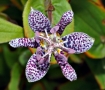 Tricyrtis