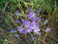 Triteleia (Brodiaea)