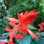 Salvia splendens