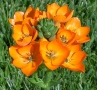 Ornithogalum