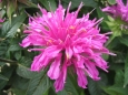 Monarda