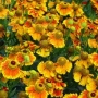 Helenium autumnale