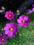 Cosmea (Cosmos)