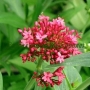 Centranthus ruber