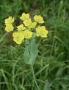 Bupleurum