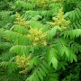 Sumac | Rhus