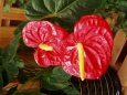 Anthurium