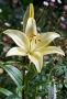 Lilium