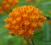 Asclepias tuberosa