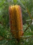 Banksia