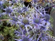 Eryngium alpinum