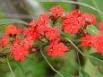 Euphorbia fulgens