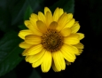 Heliopsis