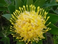 Leucospermum