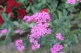 Silene armeria