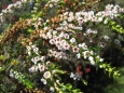 Thryptomene