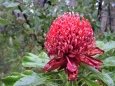 Waratah