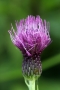 Cirsium japonicum