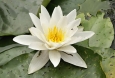 Европейска бяла водна лилия Nymphaea Alba Европейска бяла водна лилия Nymphaea Alba