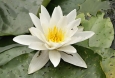 Nymphaea Alba