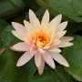 Nymphaea Hardy water lilies