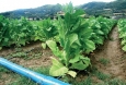 tobaco drip irrigation