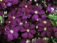 clematis clematis