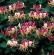 Lonicera