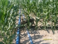 The guard shows interest on the irrigation