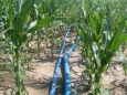 Layflat is perfect for drip irrigation of corn