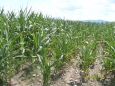 Drip irrigated corn is much better than sprinkler irrigated corn