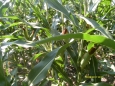 The harvest is doubled with drip tape irrigation AQUATRAXX