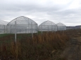 The greenhouses in the village of Lyaskovo