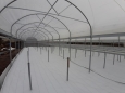 View from the inside of the greenhouses