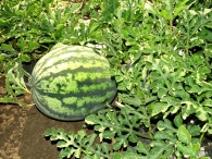 Капково напояване на дини