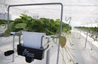 Growing strawberries on elevated structures of Meteor Systems - Lyaskovo village Growing strawberries on elevated structures of Meteor Systems - Lyaskovo village