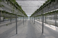 Growing strawberries on elevated structures of Meteor Systems - Lyaskovo village Growing strawberries on elevated structures of Meteor Systems - Lyaskovo village