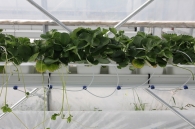 Growing strawberries on elevated structures of Meteor Systems - Lyaskovo village Growing strawberries on elevated structures of Meteor Systems - Lyaskovo village