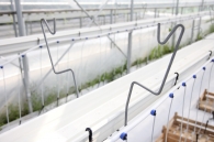 Growing strawberries on elevated structures of Meteor Systems - Lyaskovo village Growing strawberries on elevated structures of Meteor Systems - Lyaskovo village