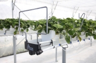 Growing strawberries on elevated structures of Meteor Systems - Lyaskovo village Growing strawberries on elevated structures of Meteor Systems - Lyaskovo village