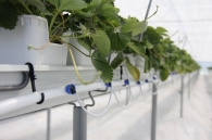 Growing strawberries on elevated structures of Meteor Systems - Lyaskovo village Growing strawberries on elevated structures of Meteor Systems - Lyaskovo village