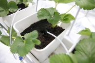 Growing strawberries on elevated structures of Meteor Systems - Lyaskovo village Growing strawberries on elevated structures of Meteor Systems - Lyaskovo village
