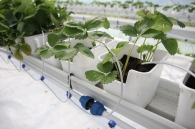 Growing strawberries on elevated structures of Meteor Systems - Lyaskovo village Growing strawberries on elevated structures of Meteor Systems - Lyaskovo village