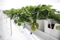 Growing strawberries on elevated structures of Meteor Systems - Lyaskovo village Growing strawberries on elevated structures of Meteor Systems - Lyaskovo village