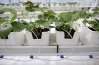 Growing strawberries on elevated structures of Meteor Systems - Lyaskovo village Growing strawberries on elevated structures of Meteor Systems - Lyaskovo village
