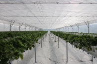 Growing strawberries on elevated structures of Meteor Systems - Lyaskovo village Growing strawberries on elevated structures of Meteor Systems - Lyaskovo village